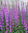 Lythrum salicaria
