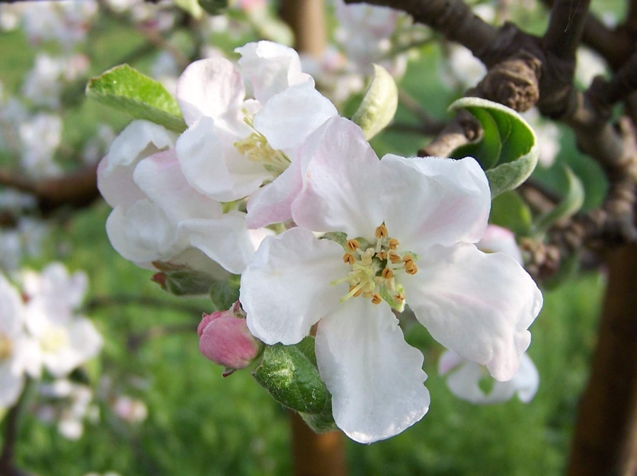 Malus domestica