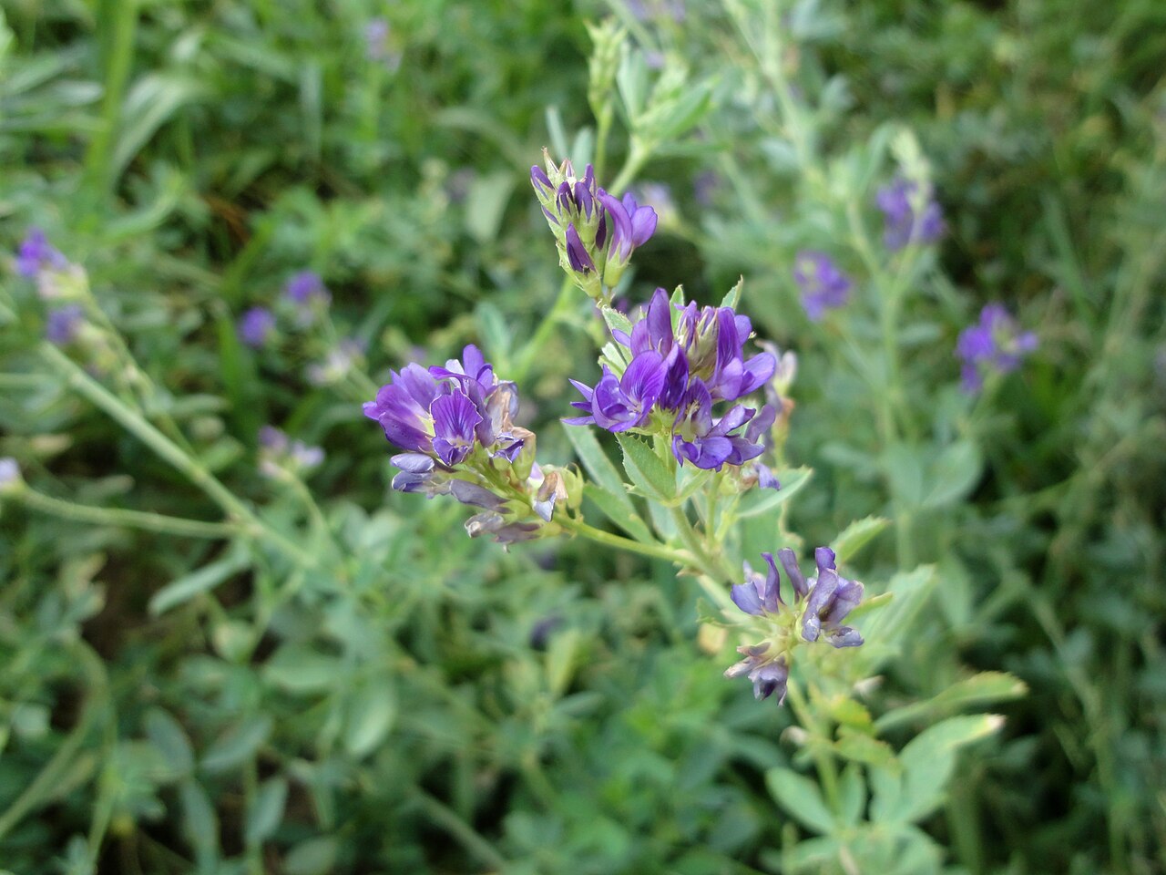 Medicago sativa