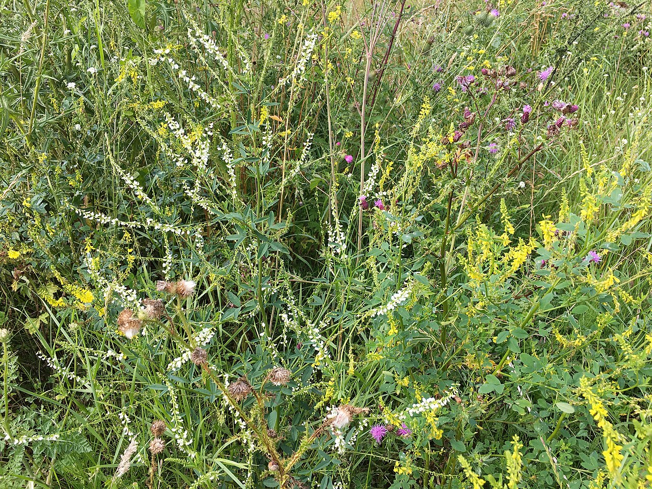 Melilotus albus