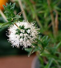 Mentha cervina (eriocaulis) 'Alba'