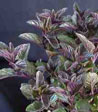 Mentha glaciale