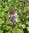 Mentha piperita