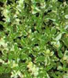 Mentha rotundifolia 'Variegata'