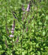 Mentha spicata 'Crispa'