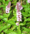 Mentha spicata