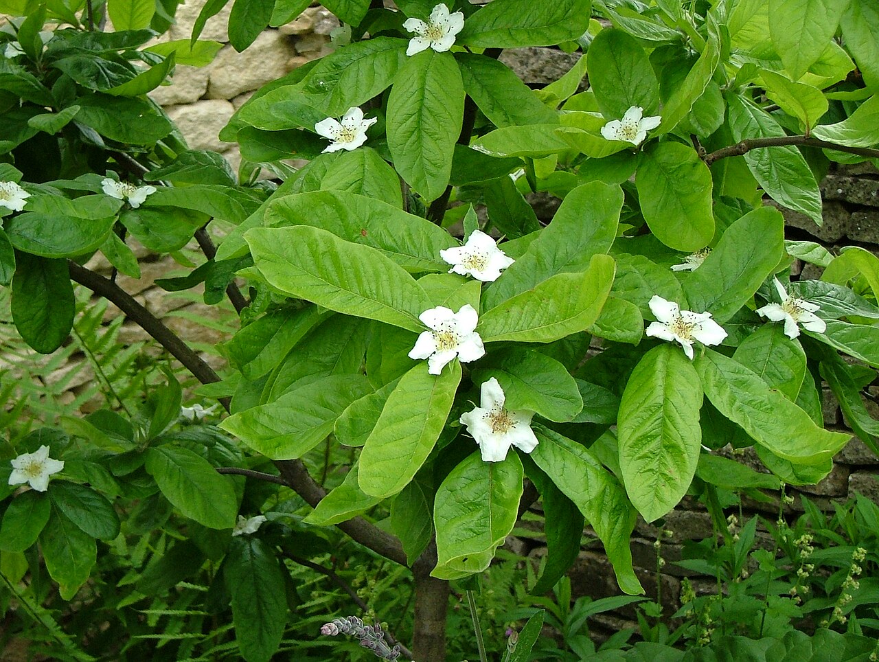 Mespilus germanica