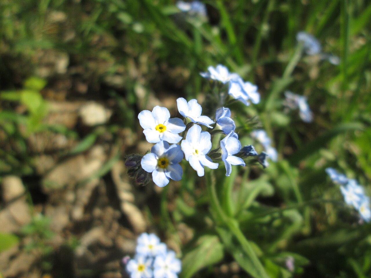 Myosotis sylvatica