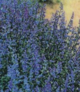 Nepeta fassenii (racemosa, mussinii)