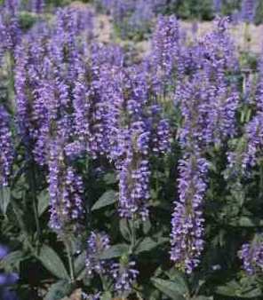 Nepeta nervosa 'Blu Carpet'