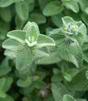 Nepeta x fassenii 'Pumila'