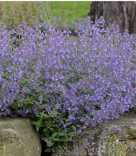 Nepeta x fassenii 'Six Hills Giant'