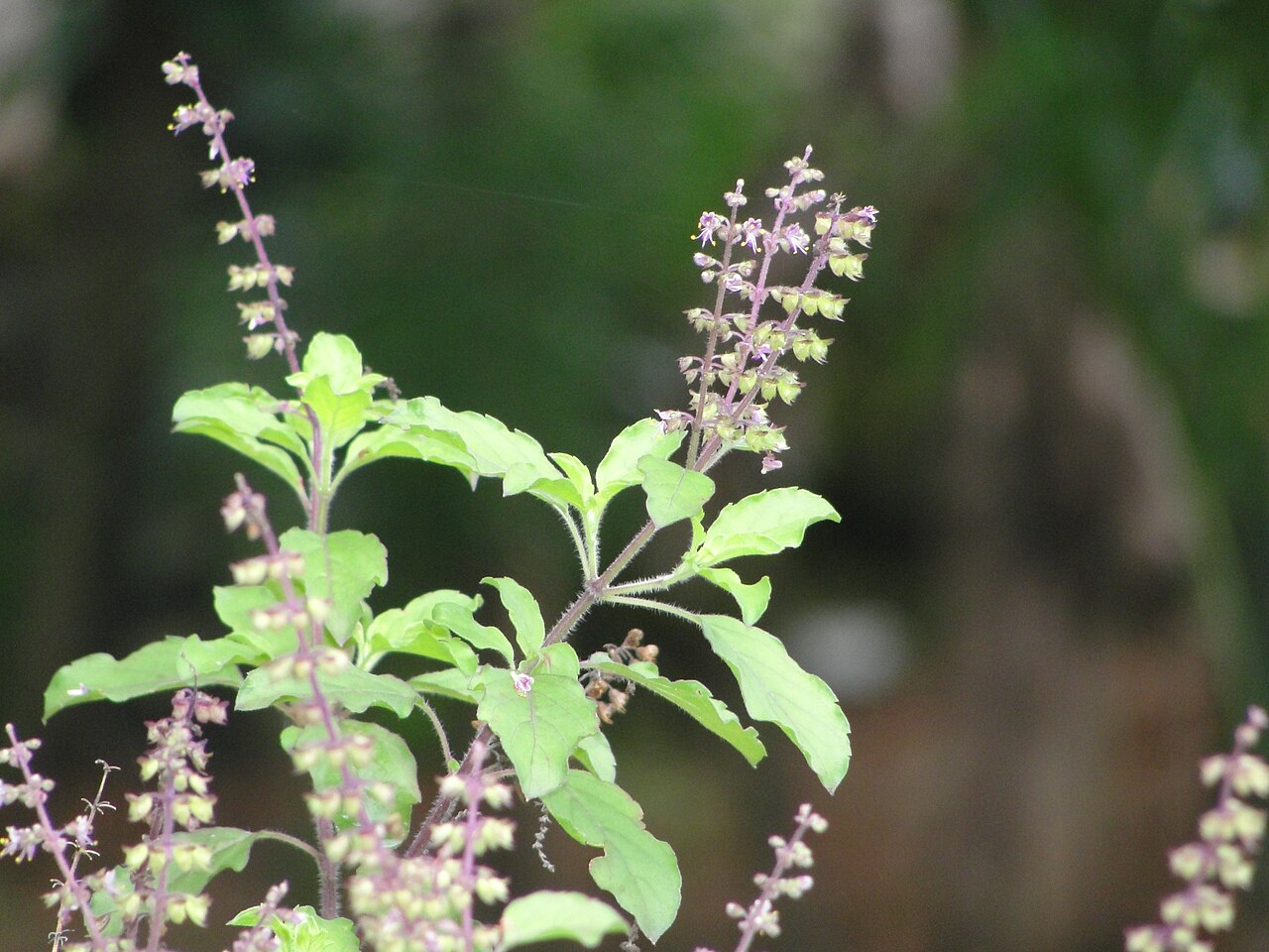 Ocimum sanctum
