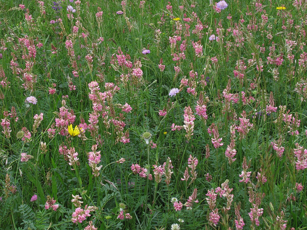 Onobrychis viciifolia