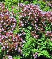 Origanum hortensis