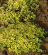 Origanum vulgare 'Aureum'