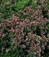 Origanum vulgare 'Compactum'