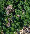 Origanum vulgare 'Repanda'
