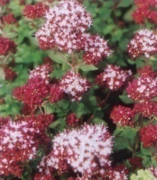 Origanum vulgare 'Zorba Red'