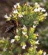 Origanum vulgare 'Zorba White'