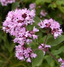 Origanum vulgare