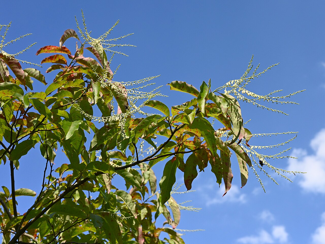 Oxydendrum arboreum