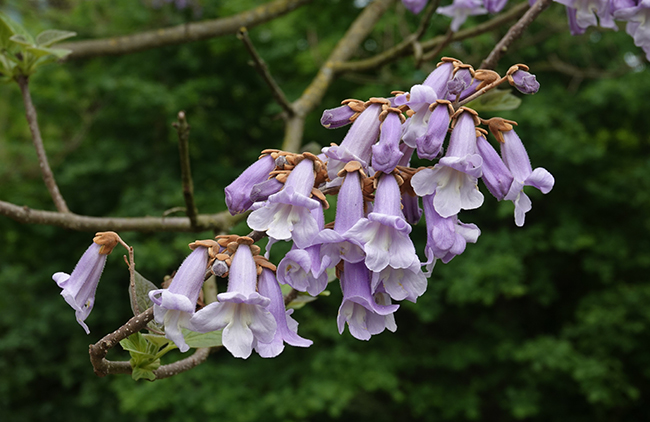 Paulownia tomentosa