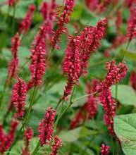 Persicaria amplexicaulis 'Firetail'