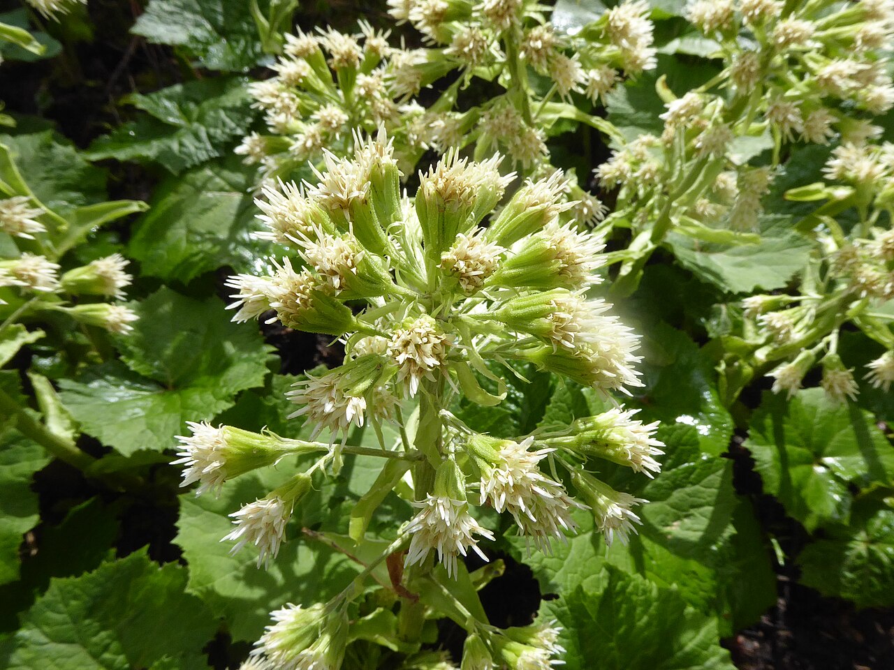 Petasites albus