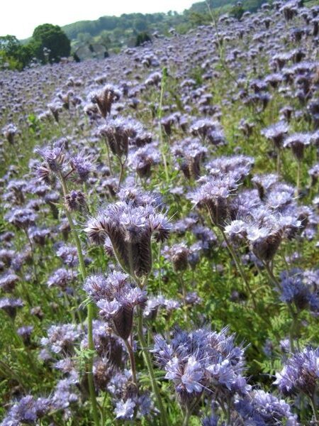 Phacelia tanacetifolia