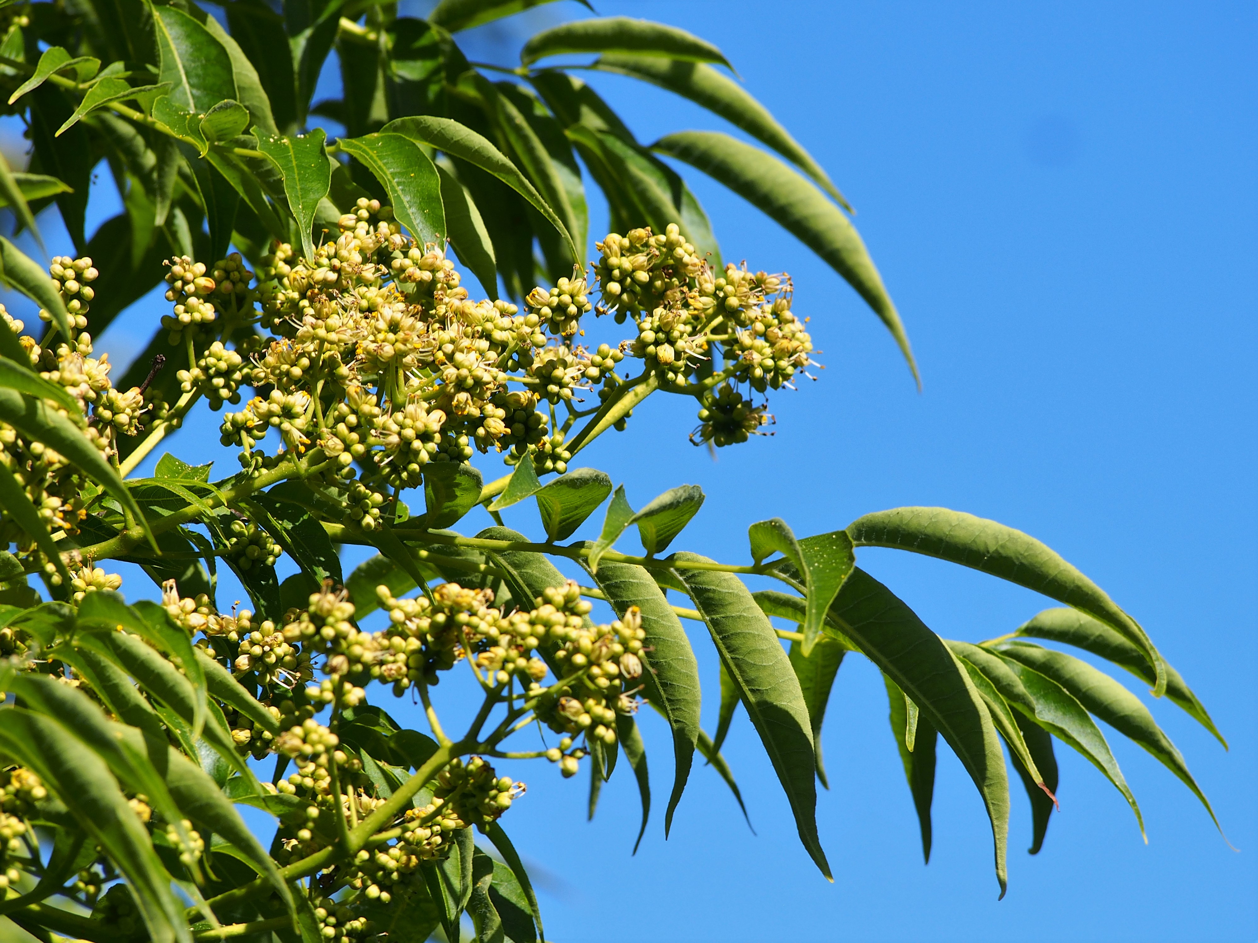 Phellodendron amurense
