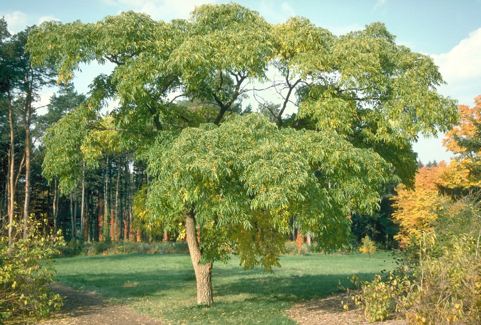Phellodendron amurense