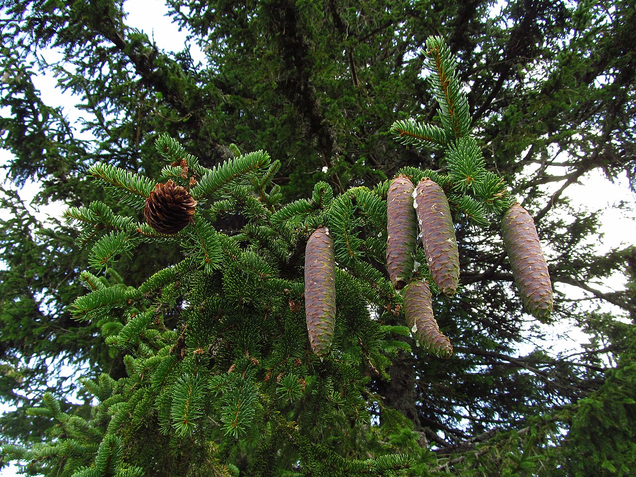 Picea abies