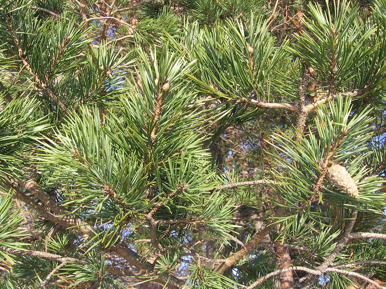 Pinus sylvestris