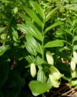 Polygonatum humile