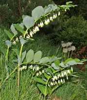 Polygonatum multiflorum