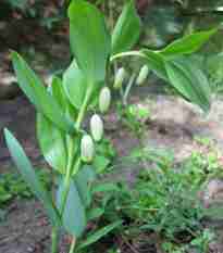 Polygonatum odoratum (officinale)