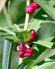 Polygonatum verticillatum