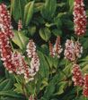 Polygonum affine