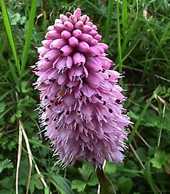 Polygonum bistorta (Bistorta officinalis)