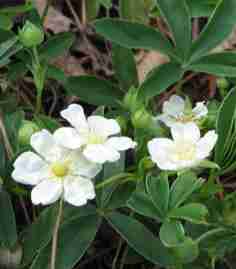 Potentilla alba