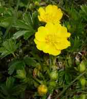 Potentilla crantzii