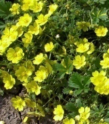 Potentilla neumaniana 'Nana'