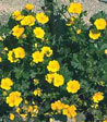 Potentilla neumaniana 'Orange'