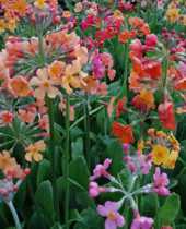 Primula bulleesiana