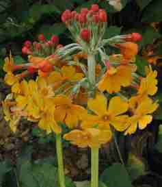 Primula bulleyana