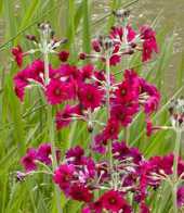 Primula japonica 'Miler's Crimson'