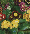 Primula x pubescens