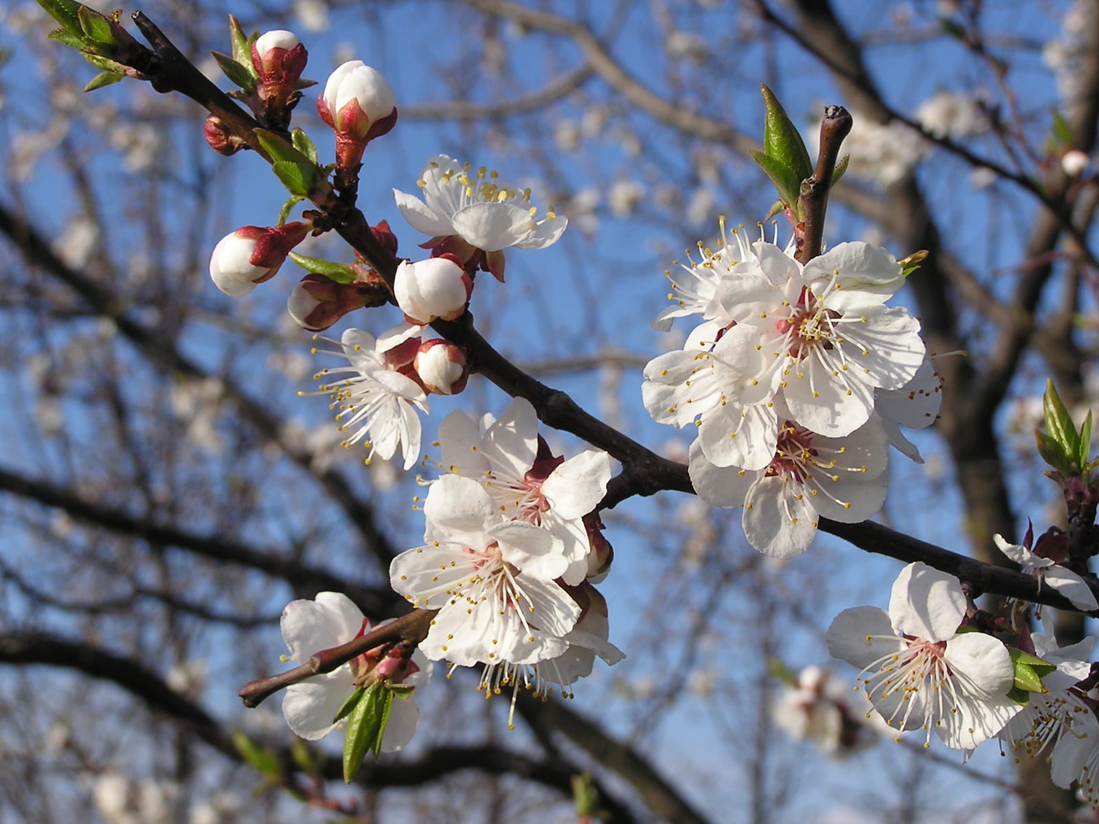 Prunus armeniaca