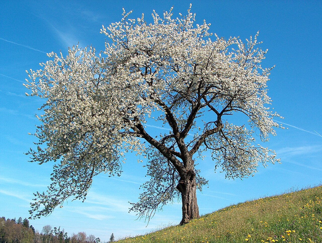 Prunus avium